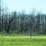 Burned-trees